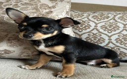 Chihuahua dogs for sale: Boy chihuahua puppy  - Image 2