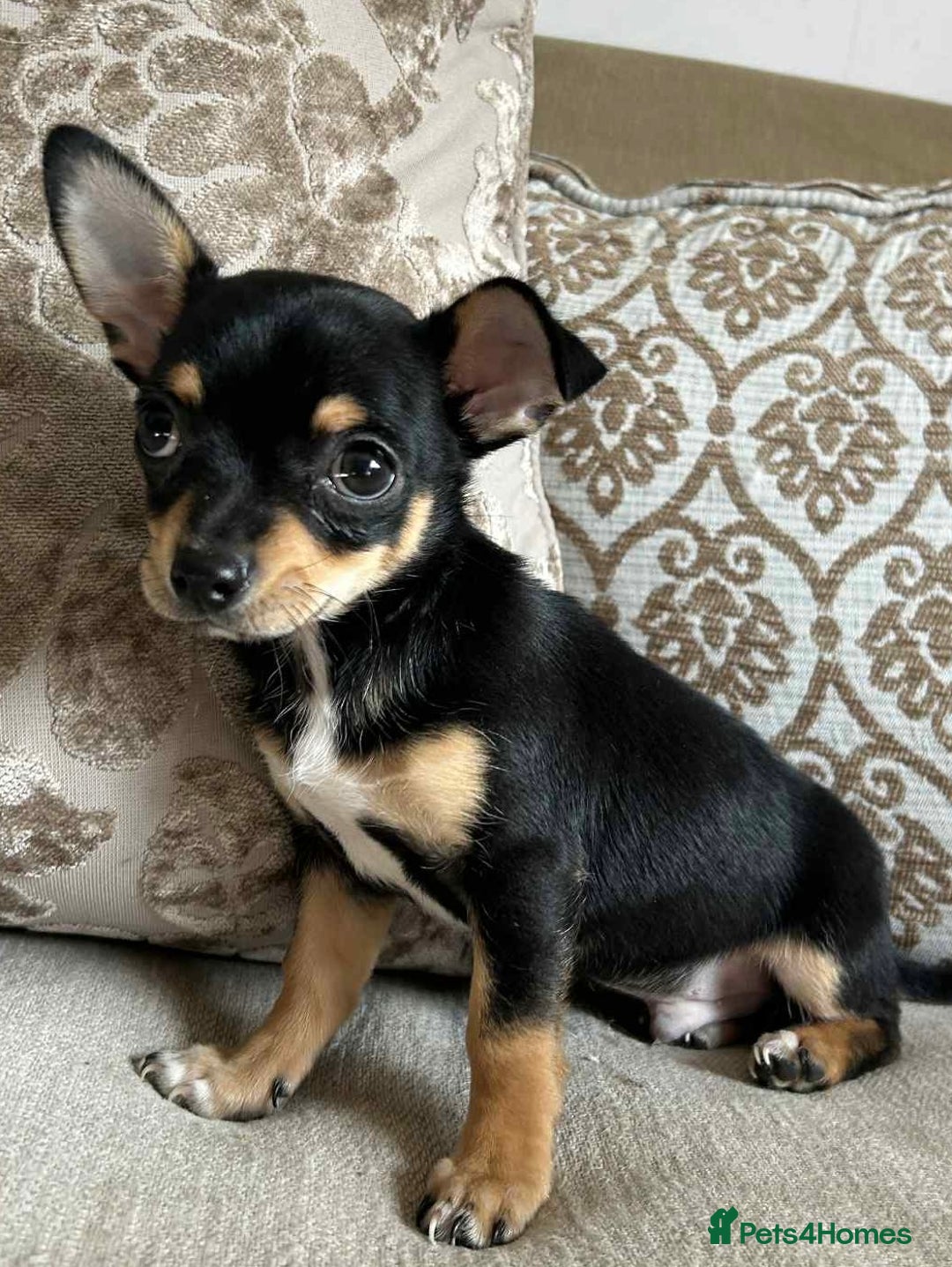 Chihuahua dogs for sale: Boy chihuahua puppy  - Image 2