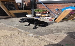 Labrador Retriever dogs for sale: Luna Labrador retriever - Image 6