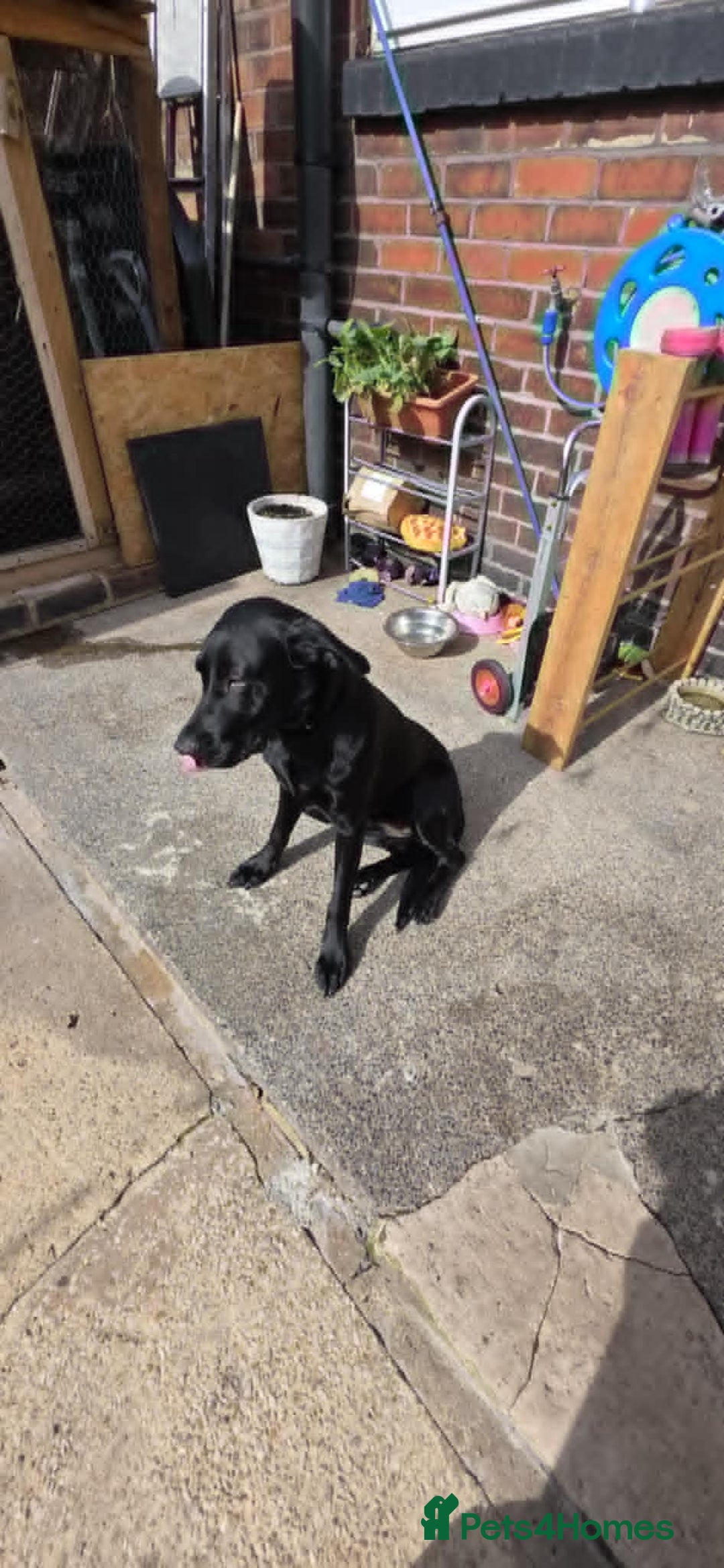 Labrador Retriever dogs for sale: Luna Labrador retriever - Image 6