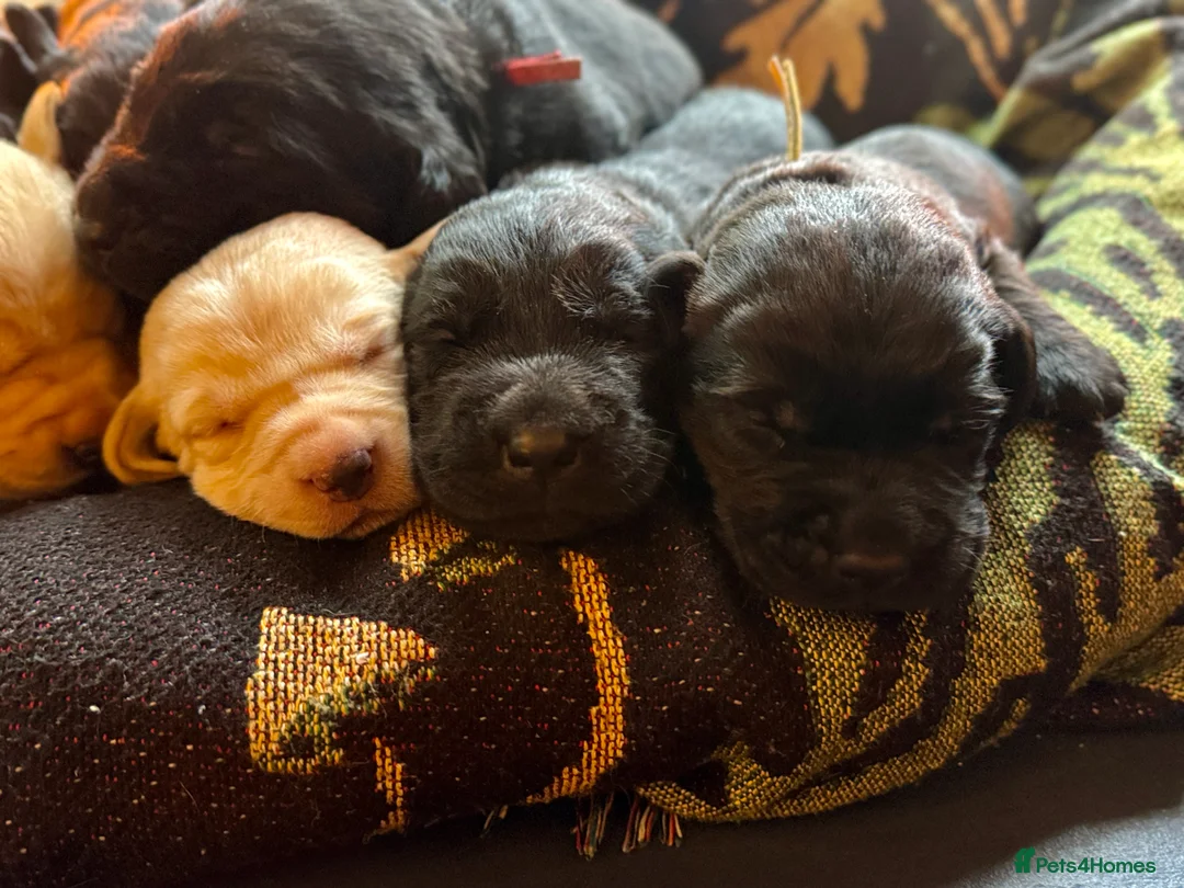 Labrador Retriever dogs for sale: Labrador Retriever Red Fox/Black KC reg Puppies  - Advert 2