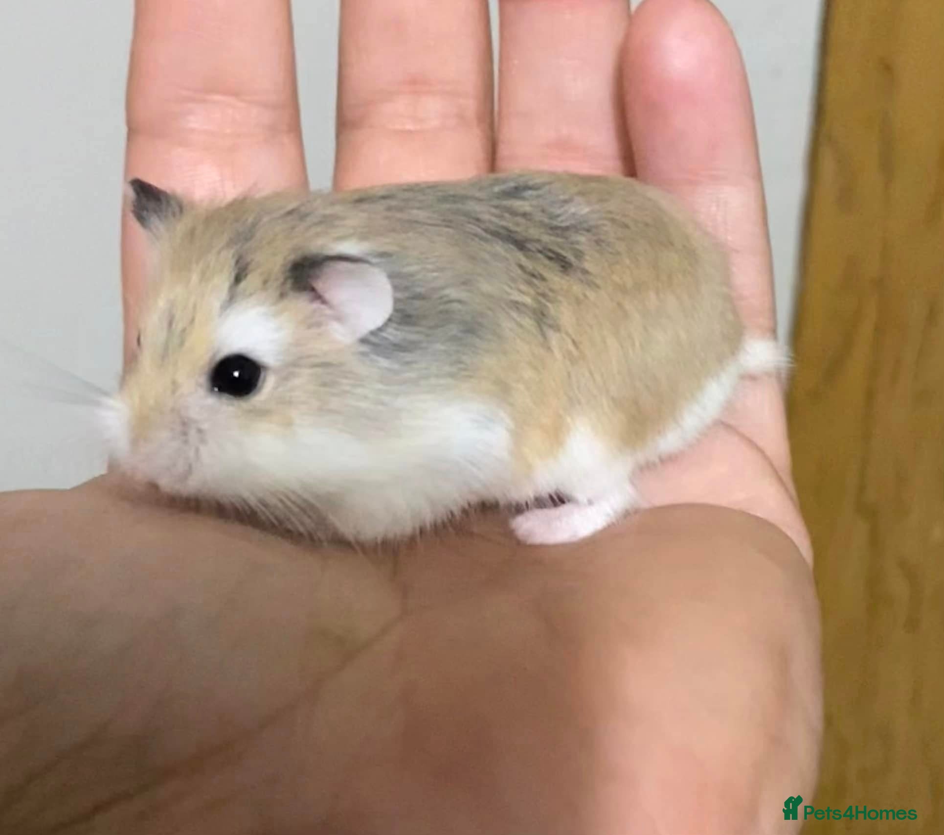 Hamster rodents 12 Month Old Robo Hamsters Looking for Loving Home - Advert 1