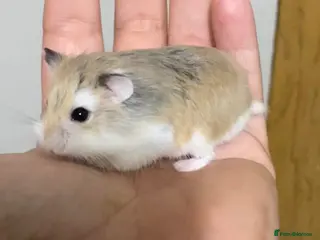 Hamster rodents 12 Month Old Robo Hamsters Looking for Loving Home - Advert 1