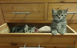 Mixed Breed cats for sale: Playful Tabby Kittens 😸  - Advert 3