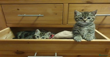 Mixed Breed cats Playful Tabby Kittens 😸  - Advert 4