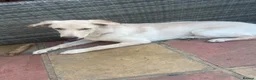 Mixed Breed dogs for sale: German Shepard 1/4 lab in Slough - Advert 3