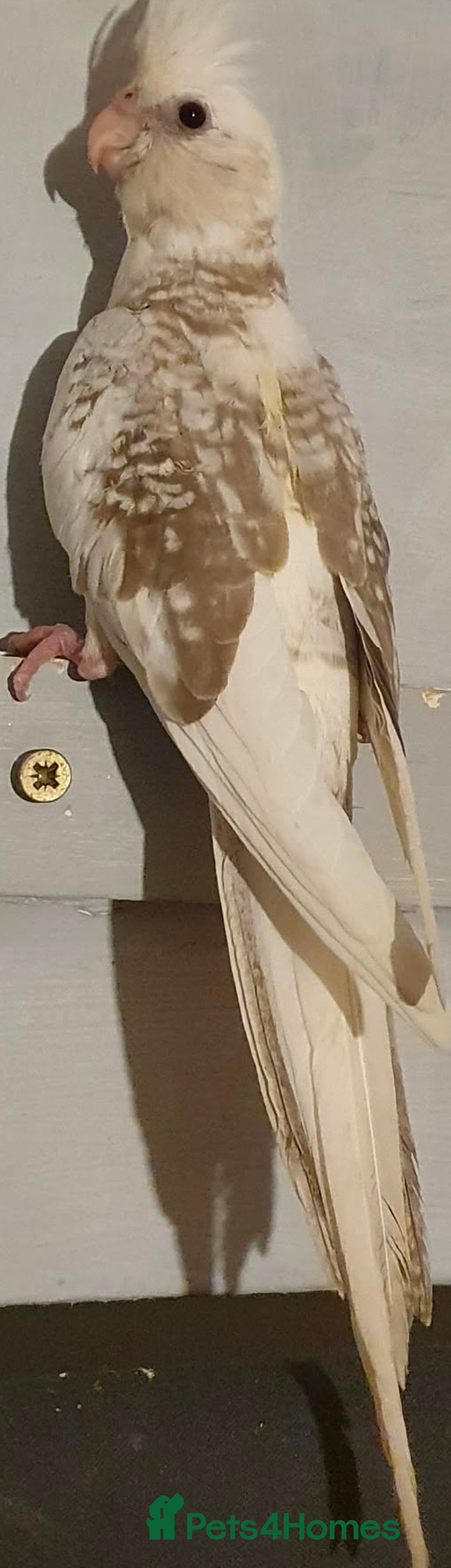 Cockatiels birds for sale:  Baby Cockatiels for sale - Advert 12