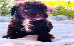 Cockapoo dogs for sale: Stunning fully DNA tested Cockapoo puppies - Image 22