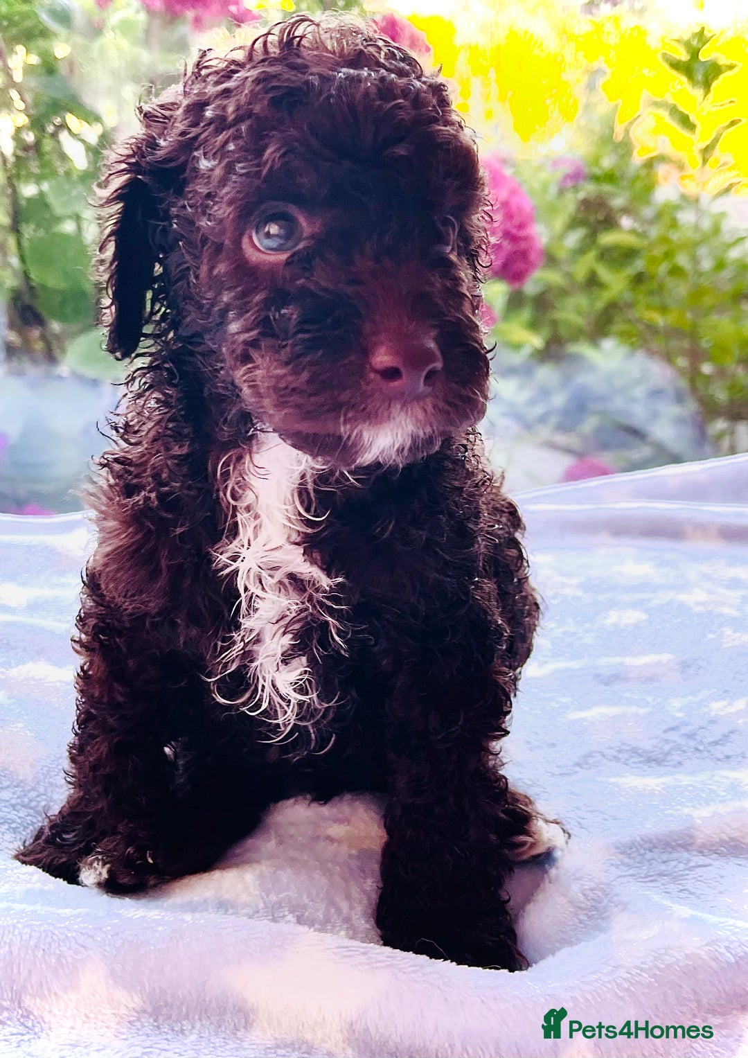 Cockapoo dogs for sale: Stunning fully DNA tested Cockapoo puppies - Image 22