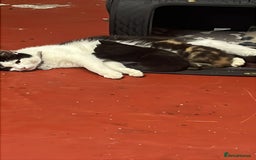Mixed Breed cats for sale: 3 beautiful kittens - Image 9