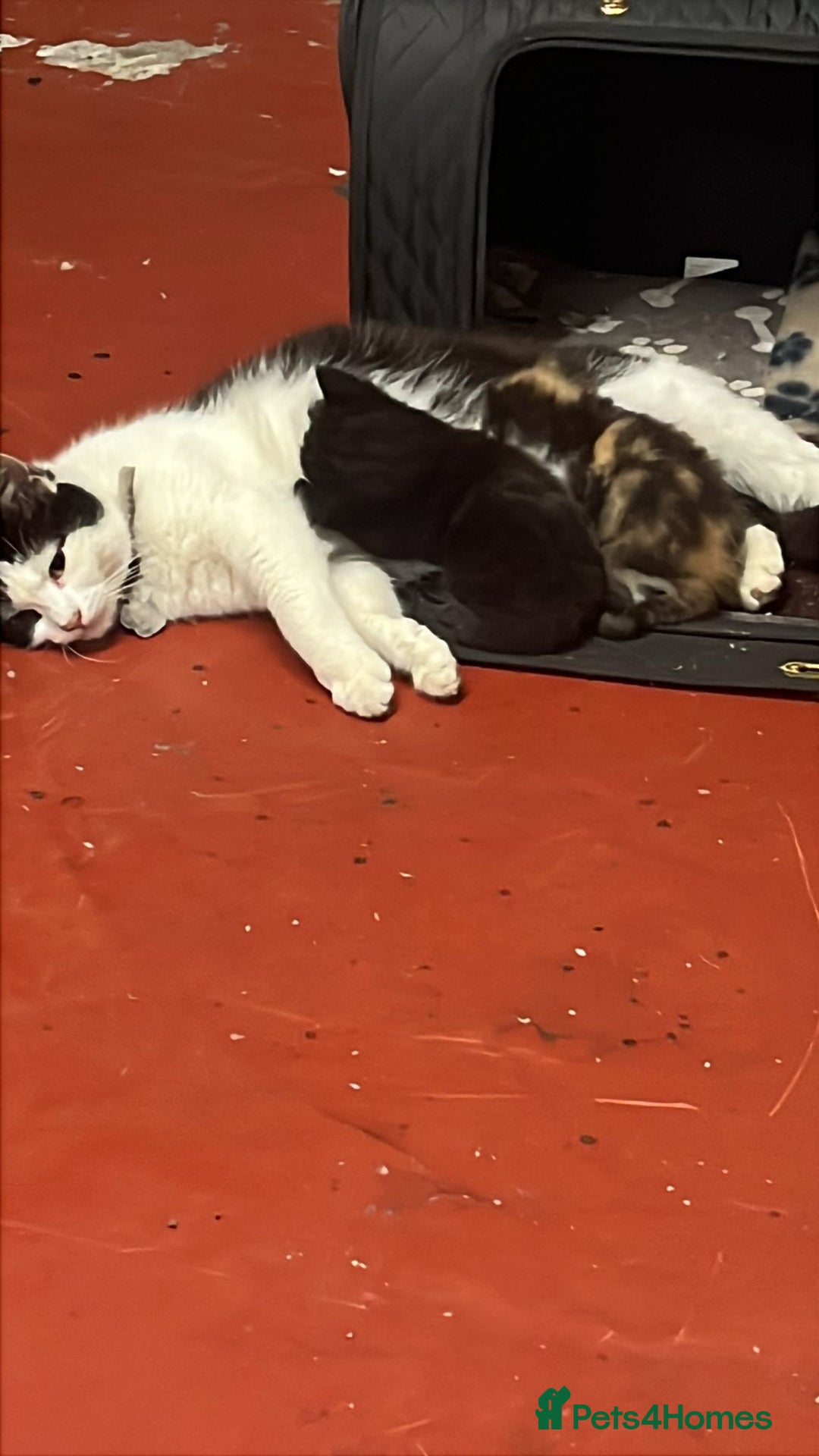 Mixed Breed cats for sale: 3 beautiful kittens - Image 9