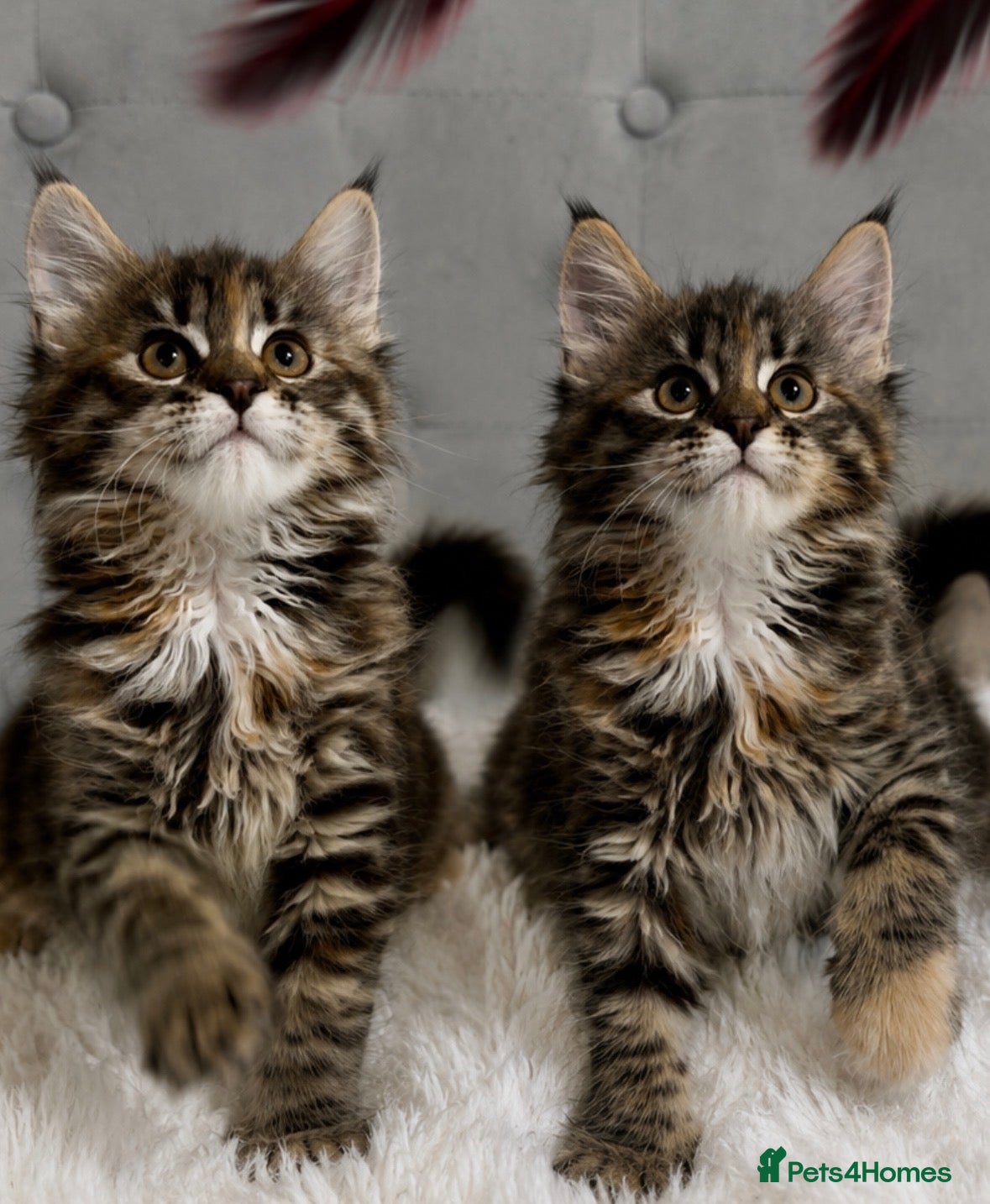 Maine Coon cats ⭐️ Last Girl unique Lion tiger face Maine Coon XL  - Advert 14
