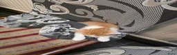 Mixed Breed cats for sale: Beautiful kittens looking for forever home - Advert 26