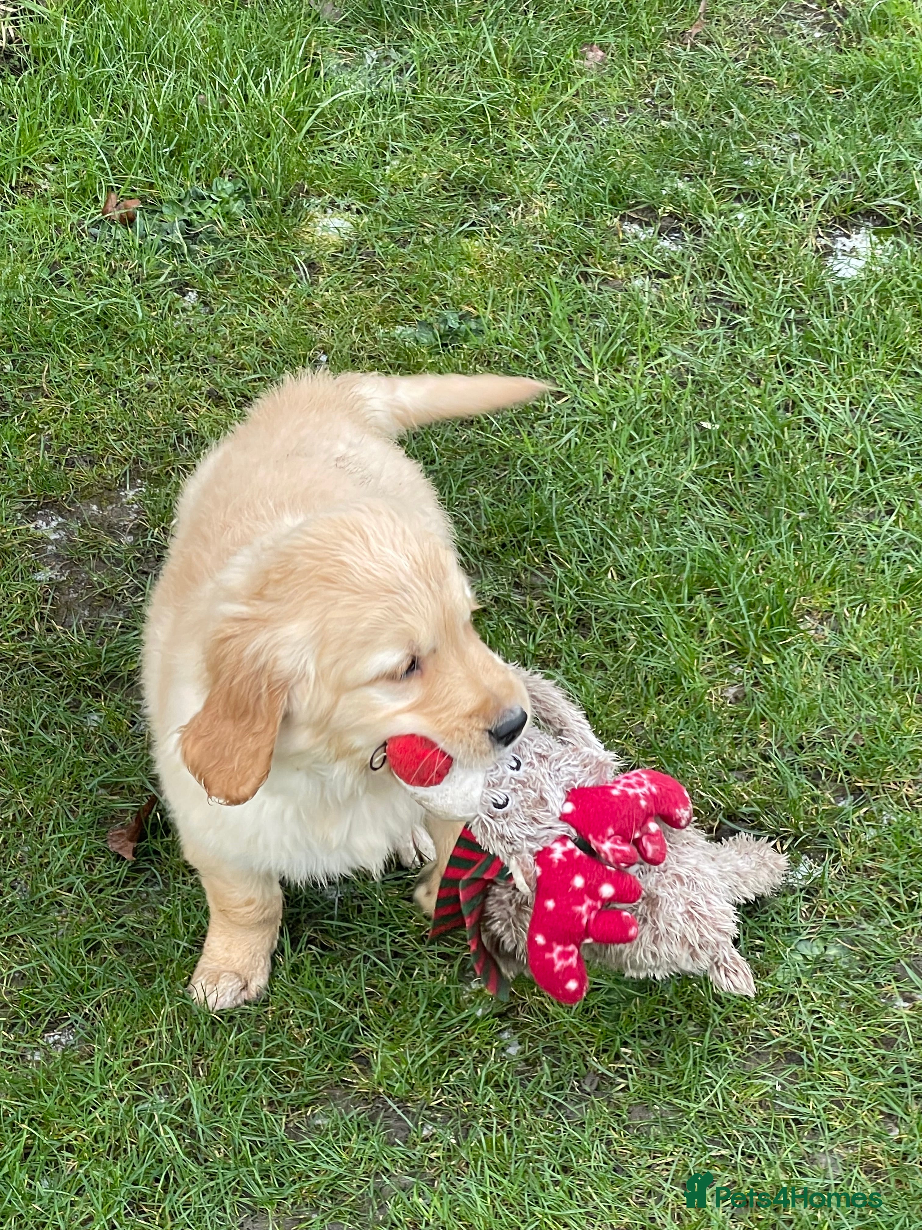 Golden Retriever dogs Stunning golden retriever puppies  - Advert 1