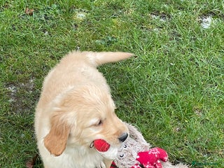 Golden Retriever dogs Stunning golden retriever puppies - Advert 6