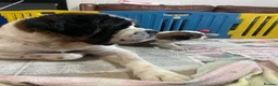 Saint Bernard dogs for sale: Saint Bernard Pups (KC Reg) in Larkhall - Advert 15