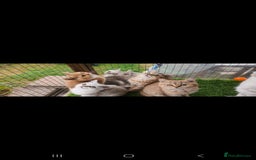 British Shorthair cats for sale: Adorable British Short hair kittens - Image 11