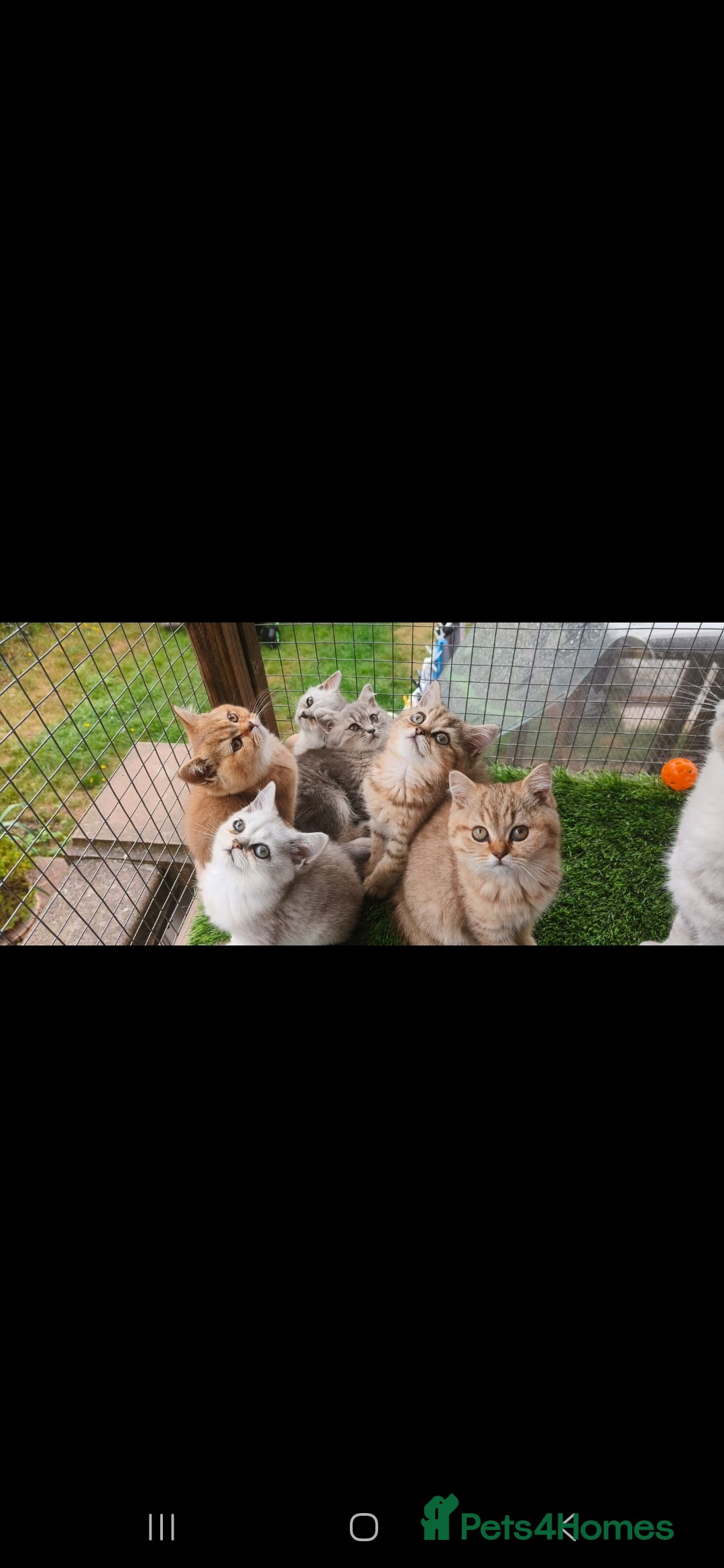 British Shorthair cats for sale: Adorable British Short hair kittens - Image 11