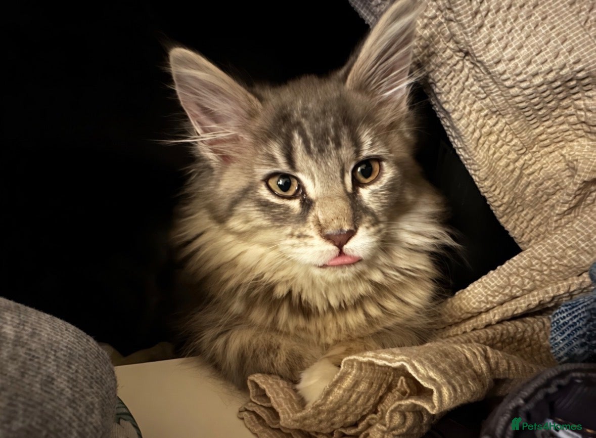 Maine Coon cats Beautiful Female Maine Coon Kitten - Advert 18