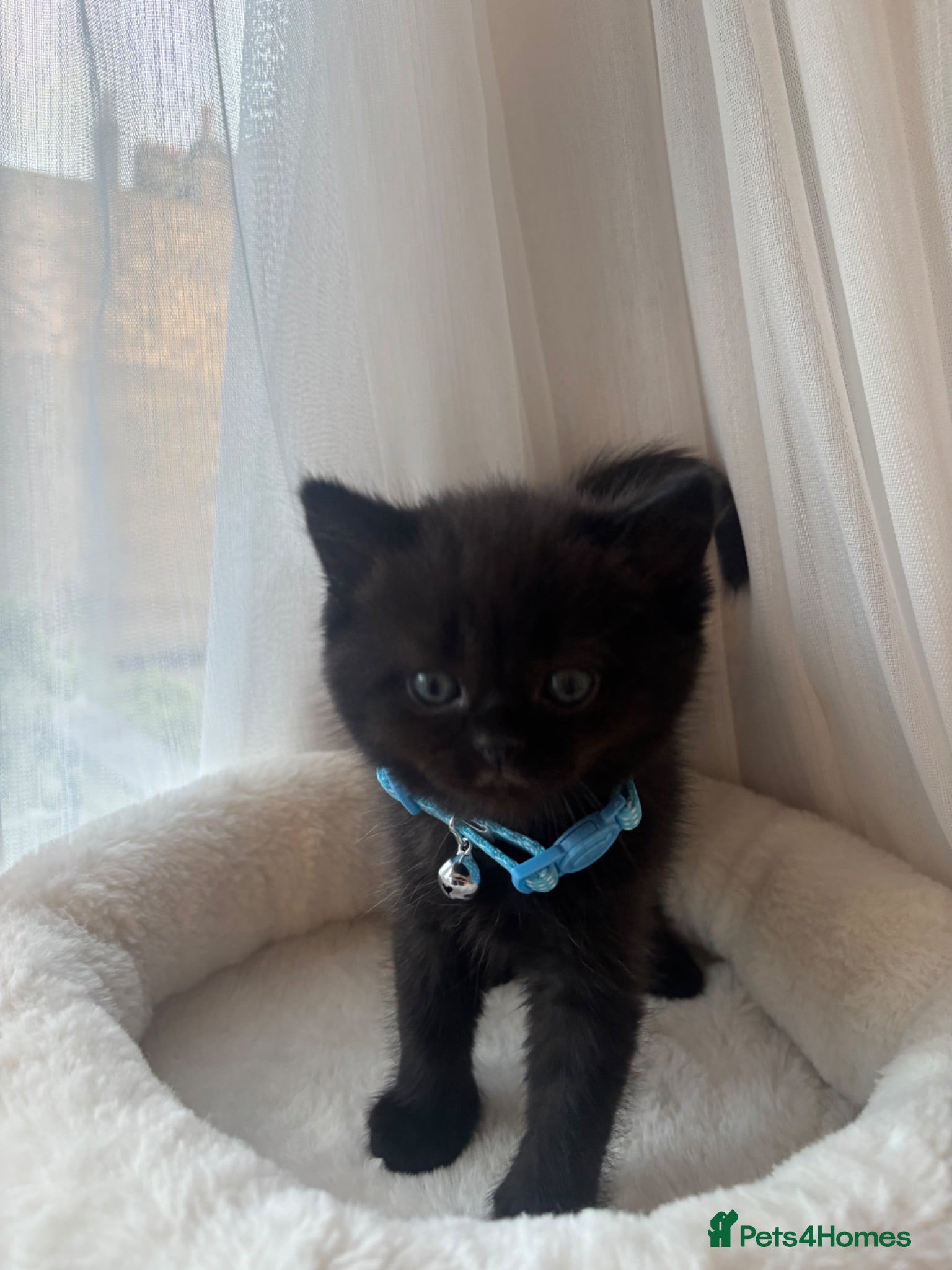 British Shorthair cats Adorable Kittens Looking for loving new homes - Advert 2