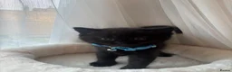 British Shorthair cats for sale: Adorable Kittens Looking for loving new homes - Advert 2