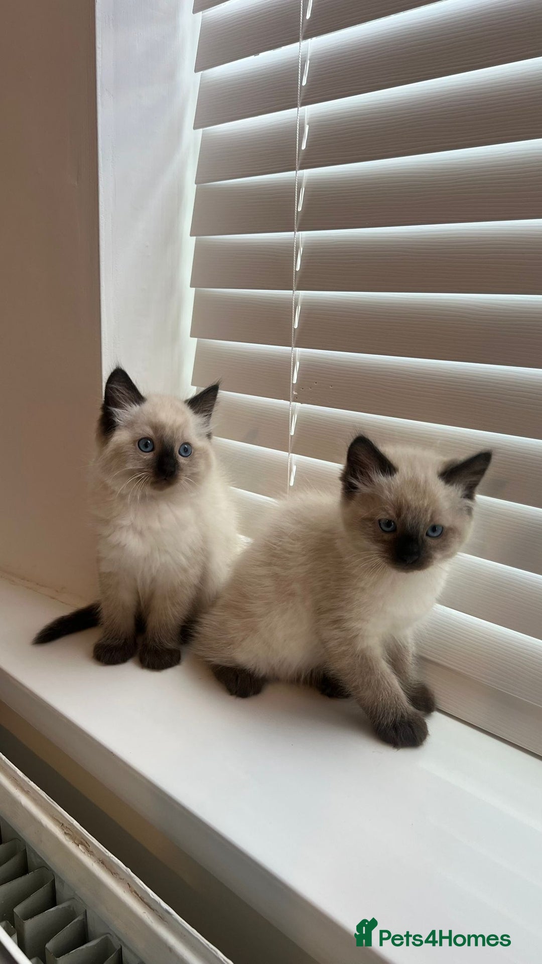 Ragdoll cats for sale: Friendly Ragdoll identical male kittens  - Image 5
