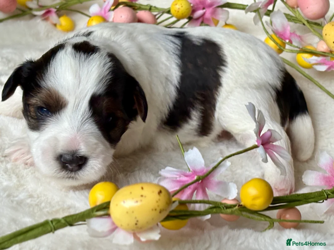 Miniature Schnauzer dogs for sale: Last KC Chocolate Parti Mini Schnauzer - Advert 13