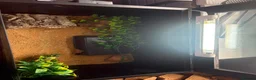 Leopard Gecko reptiles for sale: Female leopard gecko and setup  in Mold - Advert 5