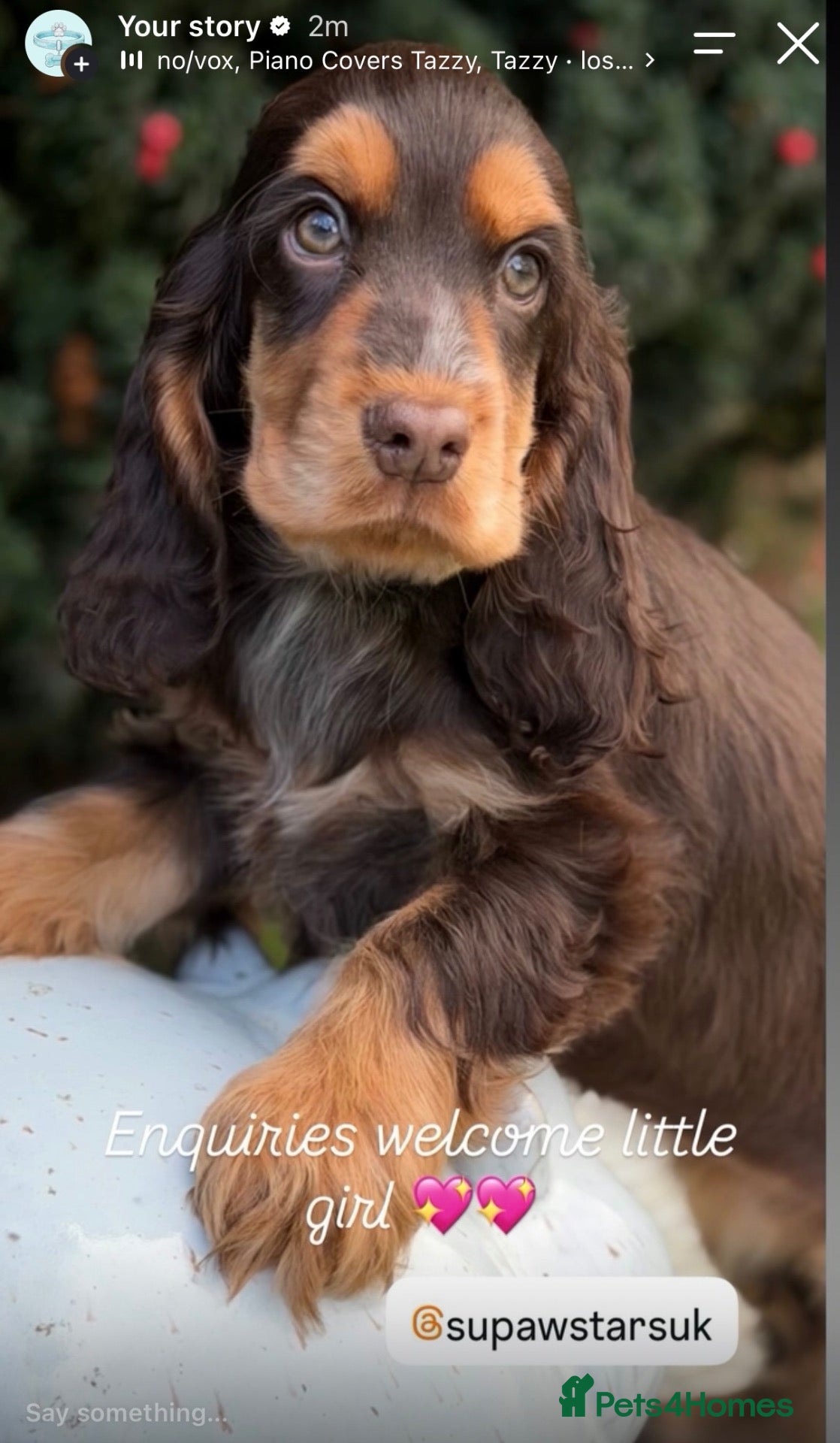 Cocker Spaniel dogs for sale: Stunning chocolate show cockers  - Advert 2