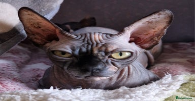 Sphynx cats - Advert 3
