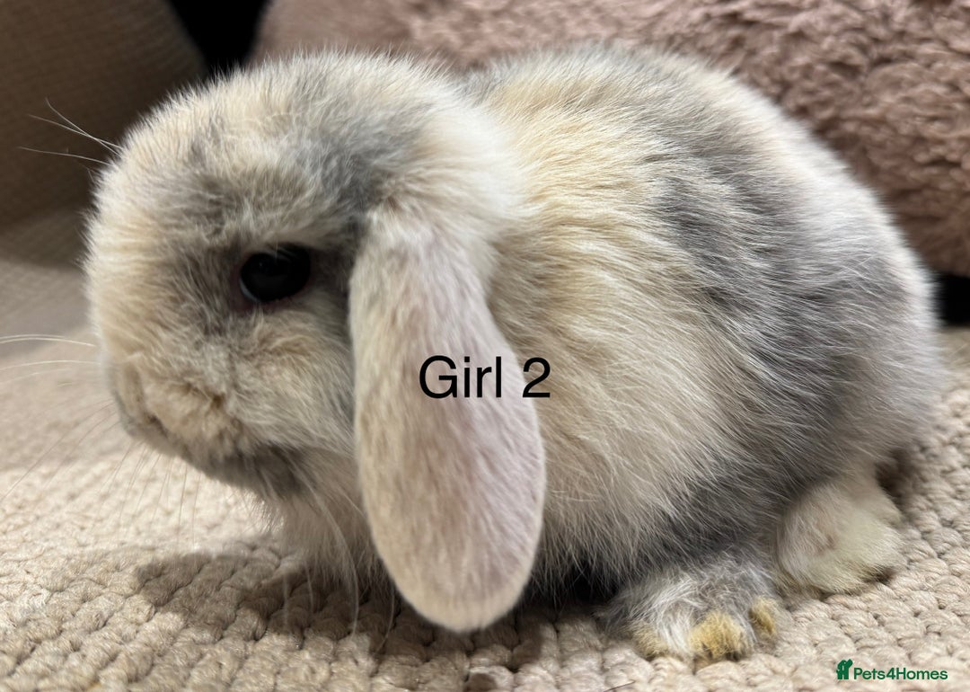 Mini Lop rabbits for sale: 🌸 Harlequin mini lops 🌸 ready to reserve  - Image 9