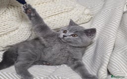 British Shorthair cats for sale:  Gorgeous BRITISH SHORTHAIR MALE  - Advert 2