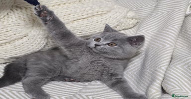 British Shorthair cats  Gorgeous BRITISH SHORTHAIR MALE  - Advert 8