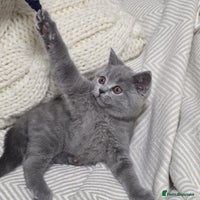British Shorthair cats Gorgeous BRITISH SHORTHAIR MALE - Advert 8