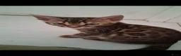Bengal cats for sale: Bengal kittens - Advert 5