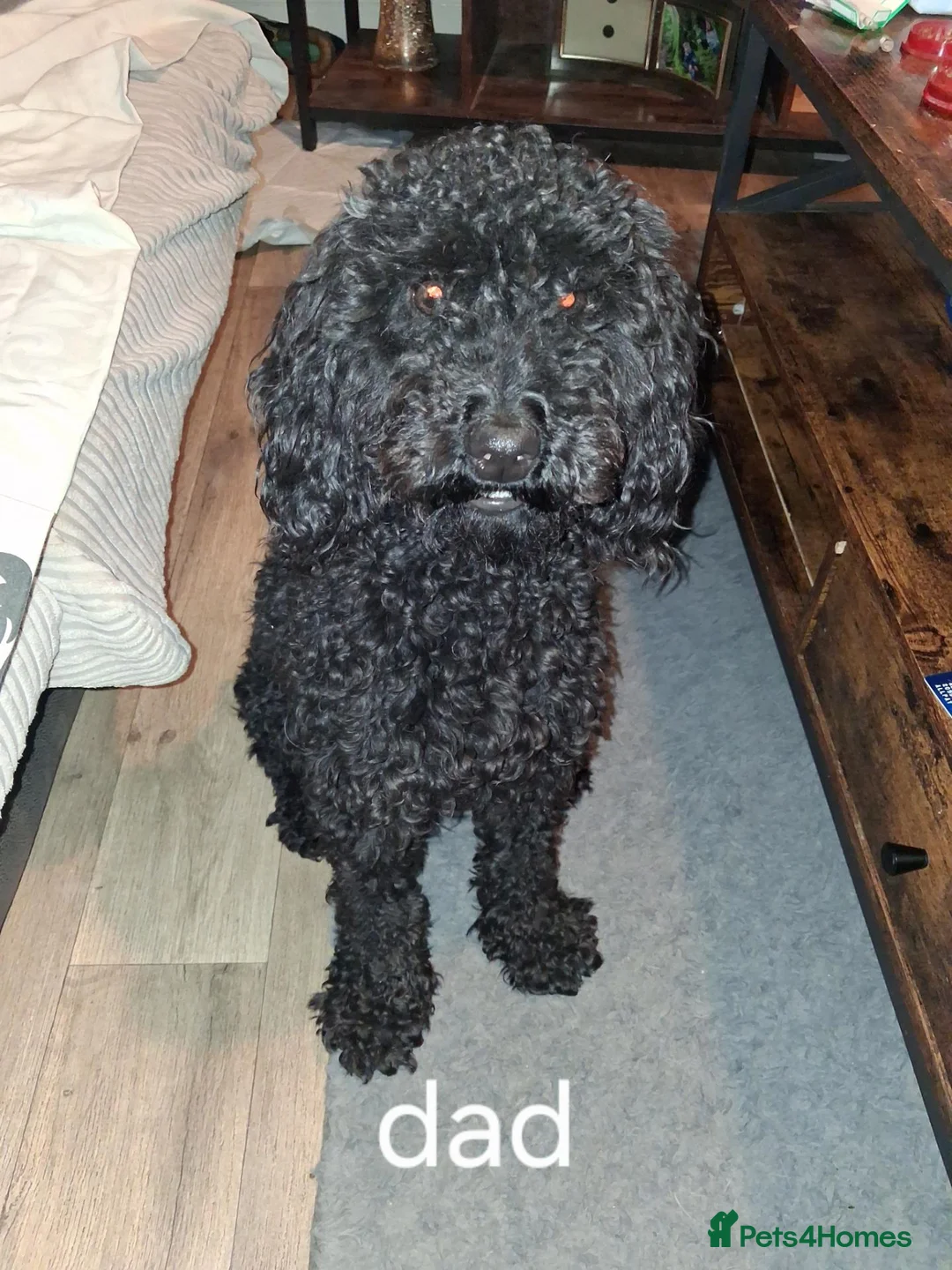Mixed Breed dogs for sale: 5 beautiful springerpoos in Southam - Advert 12