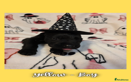 Goldador dogs for sale: Goldador puppies - Image 29