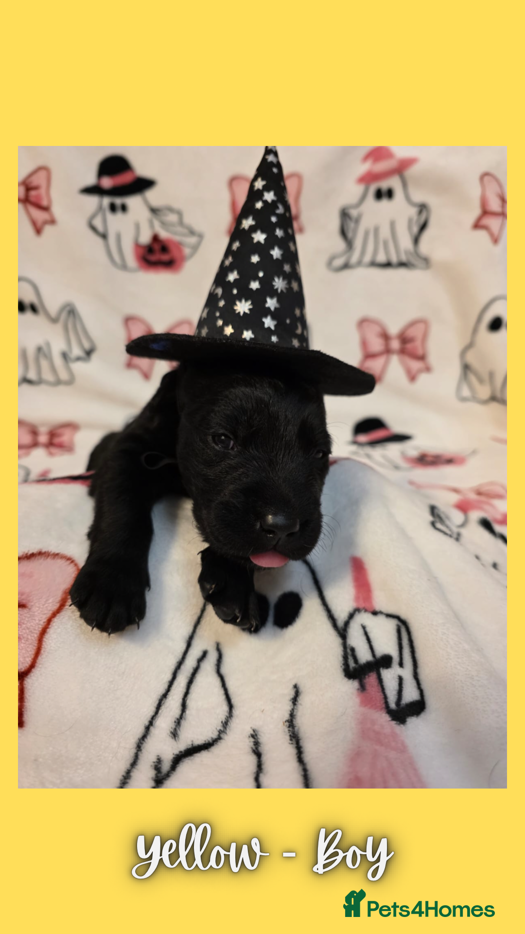 Goldador dogs for sale: Goldador puppies - Image 29