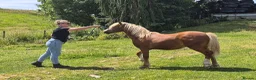 Welsh Section A horses for sale: Welsh X Chestnut Gelding - Advert 6