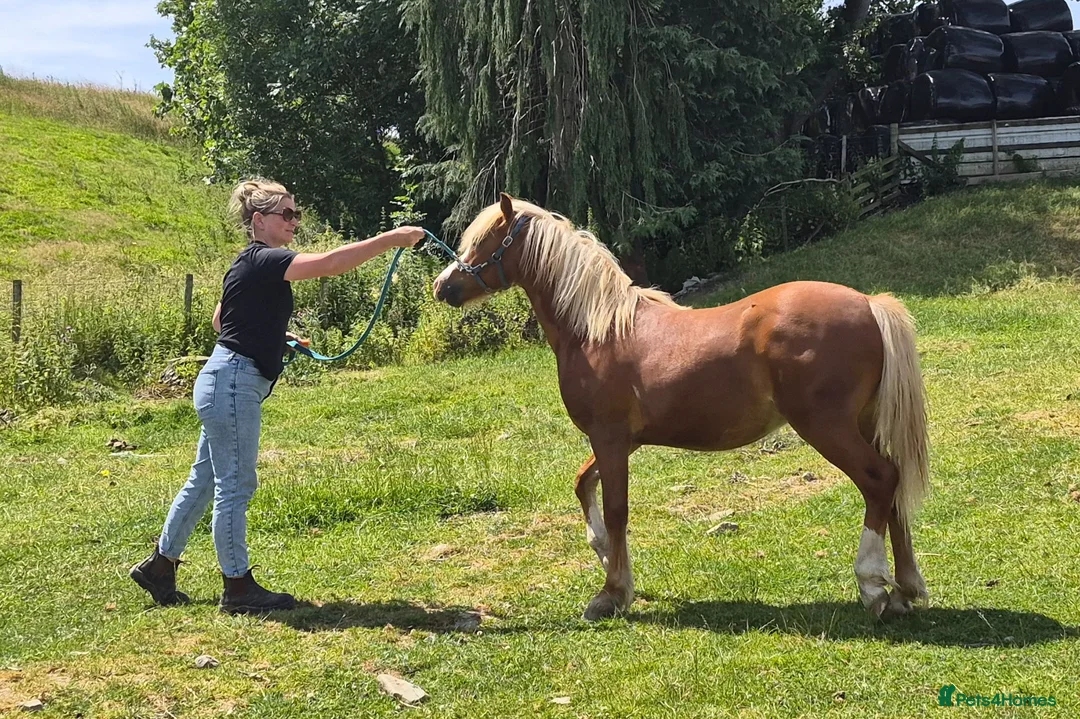 Welsh Section A horses for sale: Welsh X Chestnut Gelding - Advert 6