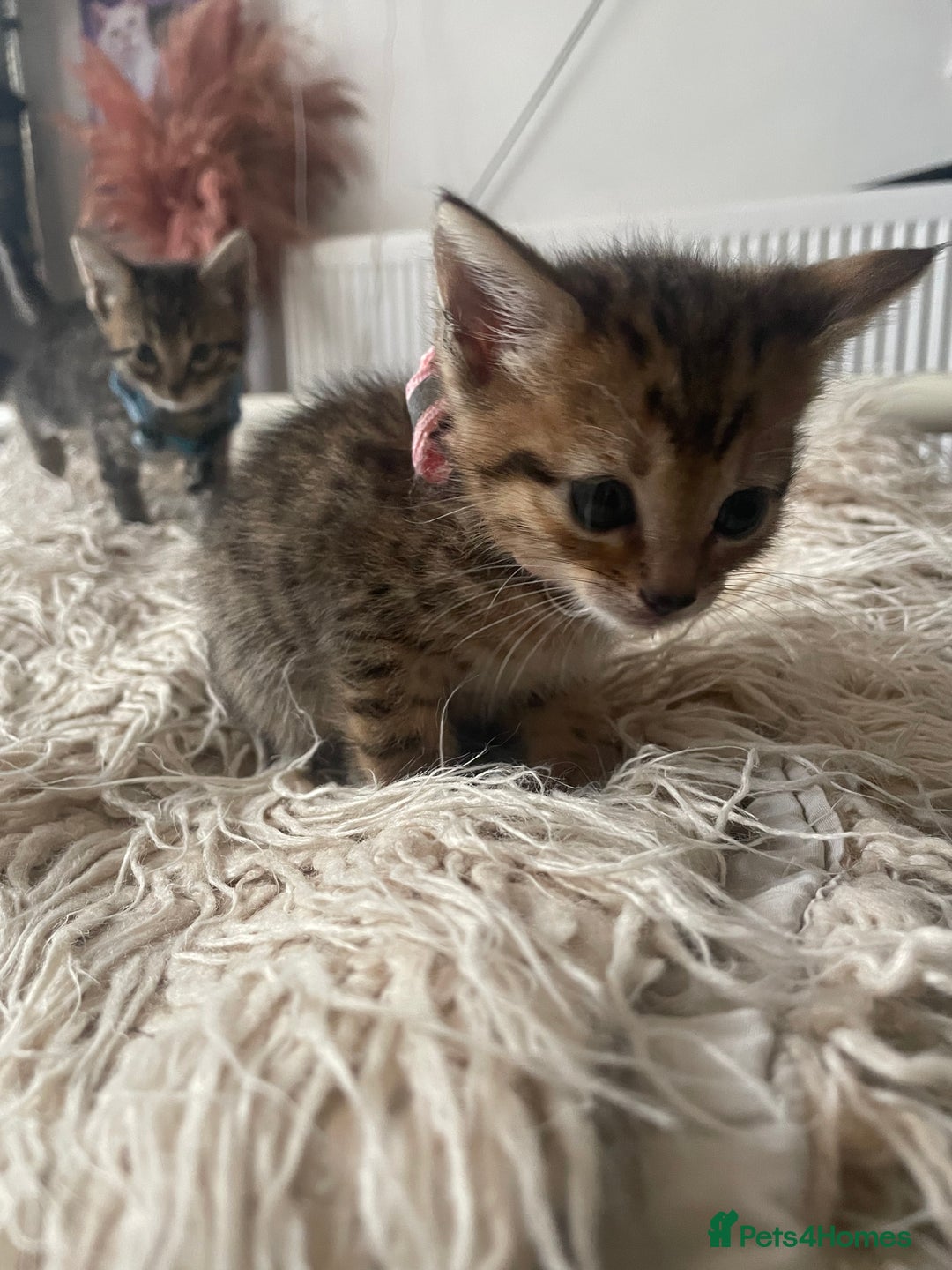 Mixed Breed cats for sale: 7 Half Snow Bengal kittens - Image 26