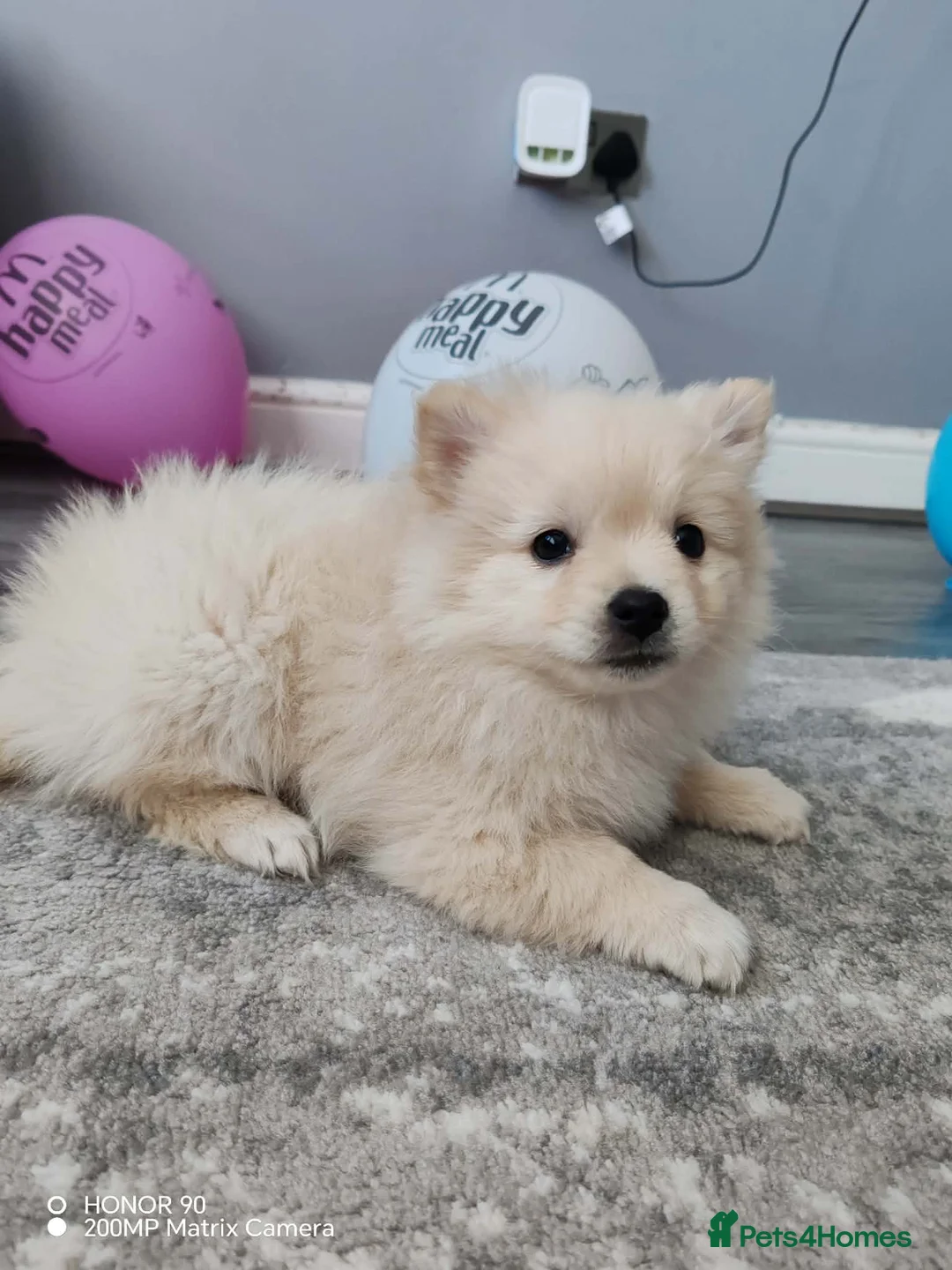 Pomeranian dogs for sale: Two Gorgeous Pomeranian Girls for SALE - Advert 2