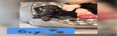 Miniature Dachshund 2