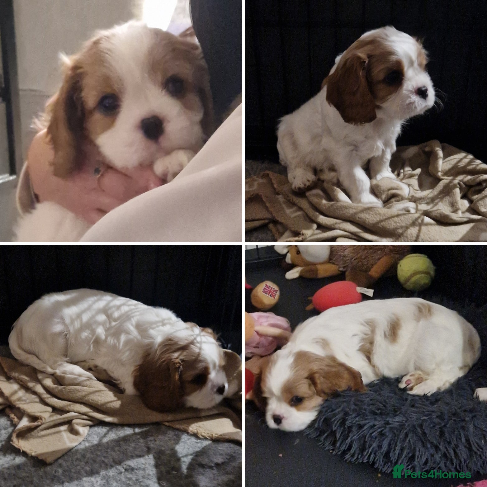Cavalier King Charles Spaniel dogs READY TO LEAVE THIS WEEKEND 1 Boy available  - Advert 14