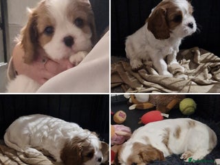 Cavalier King Charles Spaniel dogs READY TO LEAVE NEXT WEEK 1 Blenheim boy available - Advert 11