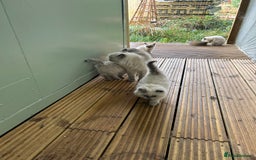 Persian cats for sale: 5 stunning Himalayan kittens  - Image 4