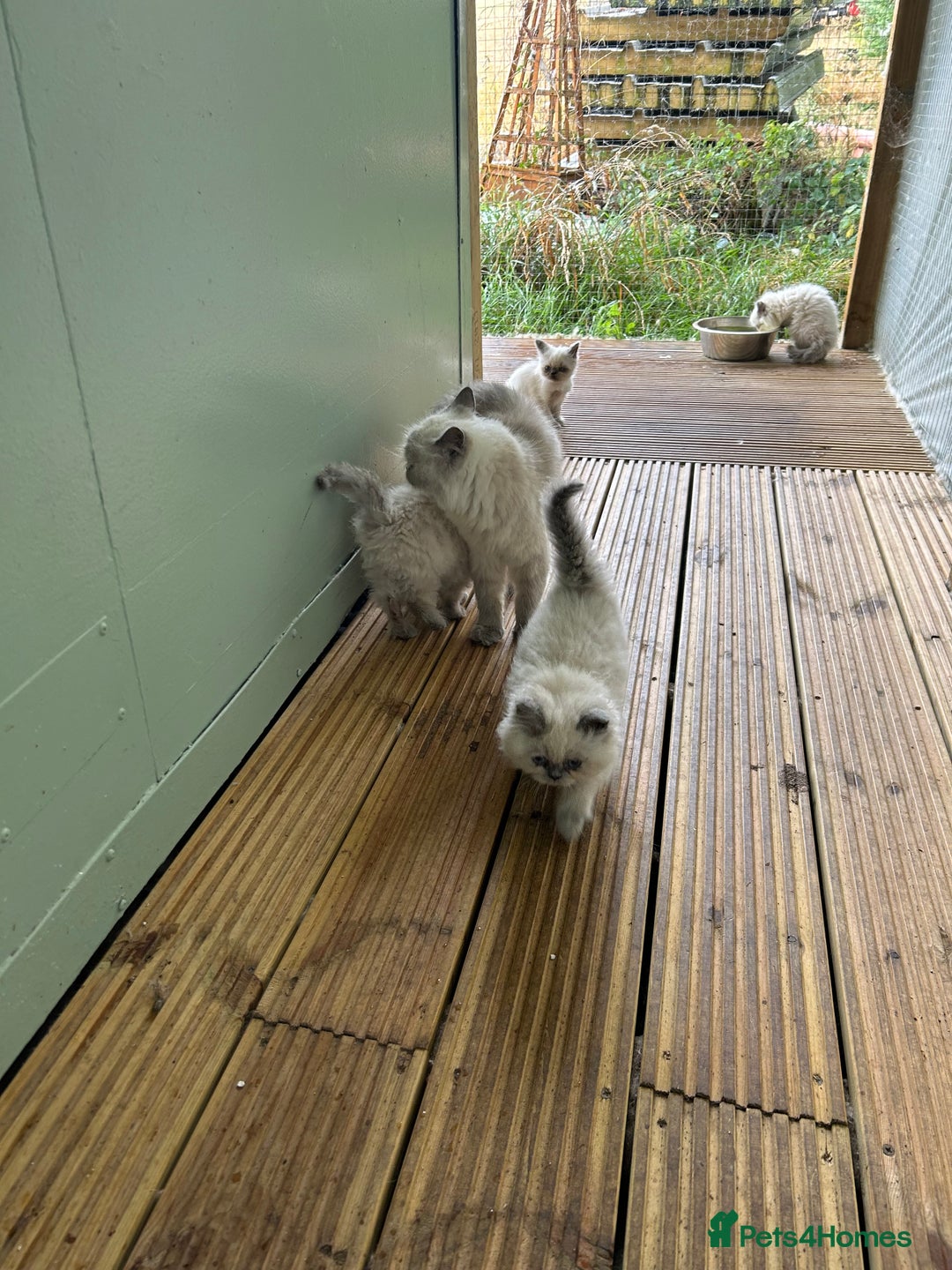 Persian cats for sale: 5 stunning Himalayan kittens  - Image 4