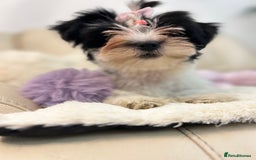 Biewer Terrier dogs for sale: 🩶🩷Biewer-Biro Champion heritage pups! 🐶❤️ - Image 31
