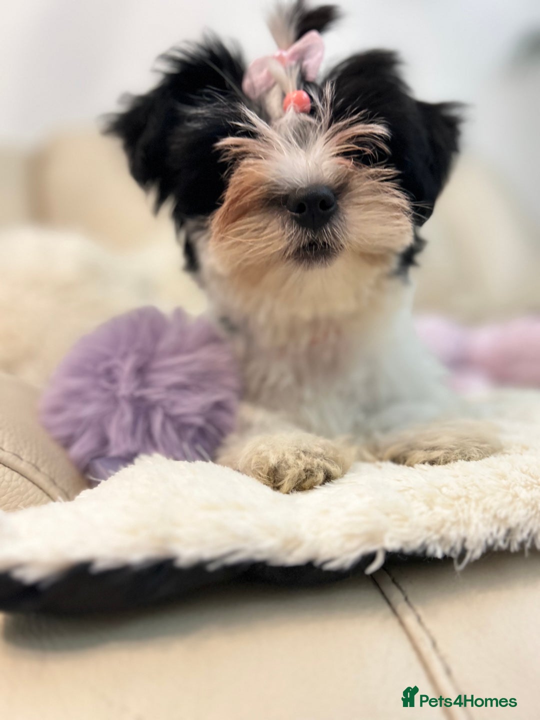Biewer Terrier dogs for sale: 🩶🩷Biewer-Biro Champion heritage pups! 🐶❤️ - Image 31