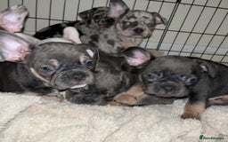 French Bulldog dogs for sale: READY NOW French bulldog puppies  - Advert 29